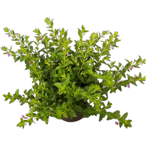 American Plant Exchange Mexican Heather Plant, Live Tropical Shrub, 6